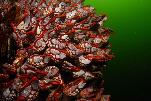 goosneck barnacles